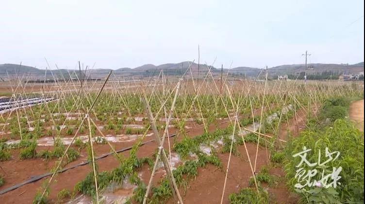 太阳GG·(中国区)官方网站